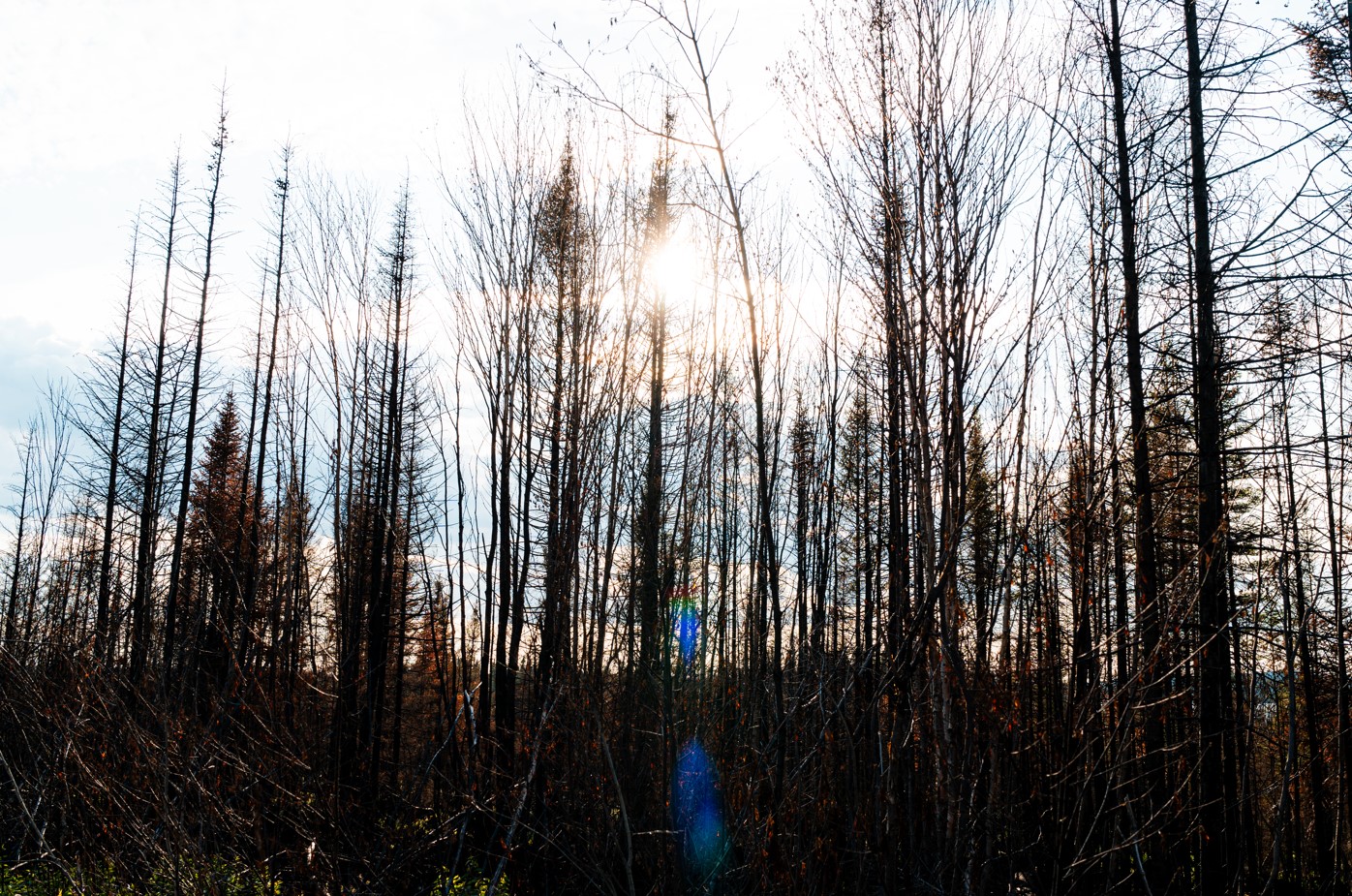 Burnt trees with the sun shining through