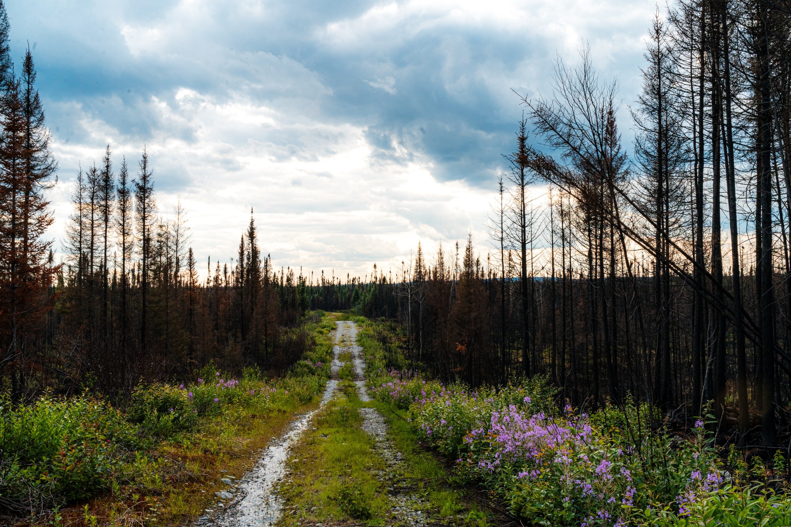Forests in Cree territory in northern Quebec.